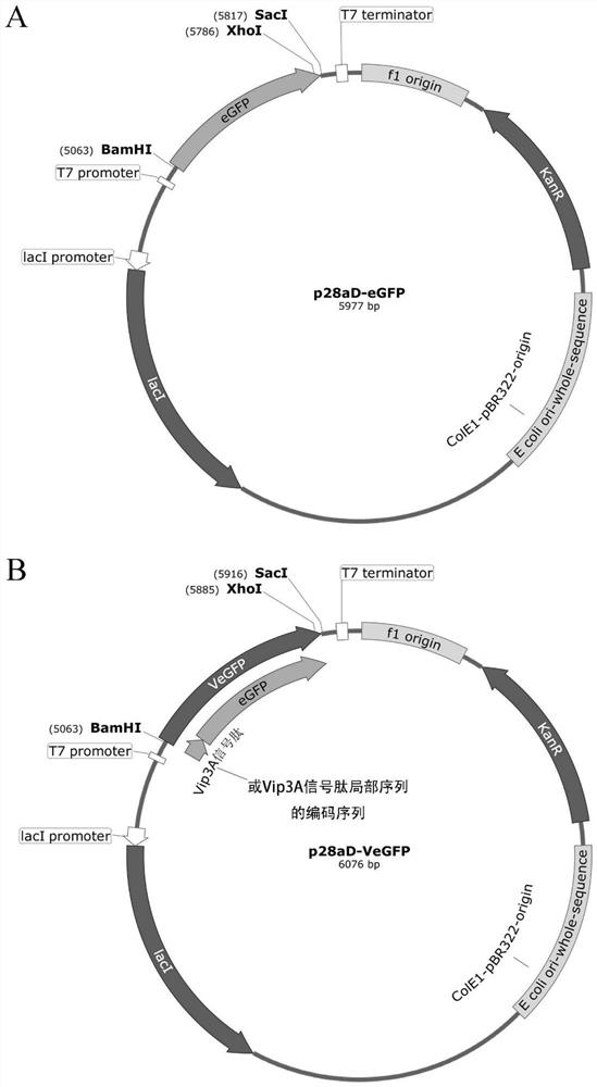 Method for simultaneously enhancing expression quantity and solubility of target protein in prokaryotic system