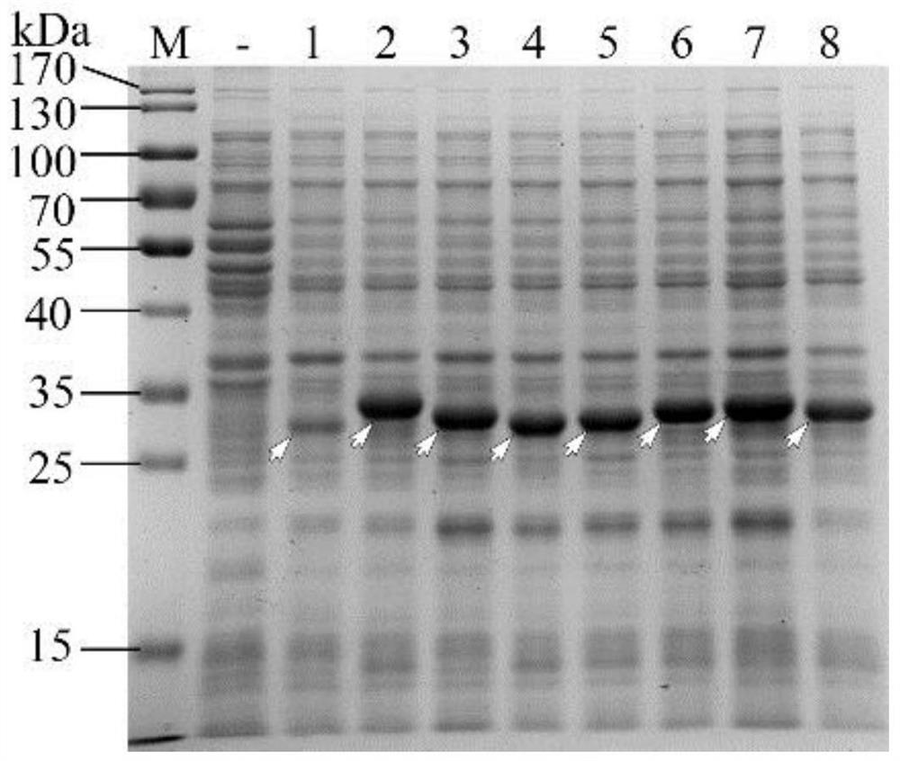 Method for simultaneously enhancing expression quantity and solubility of target protein in prokaryotic system