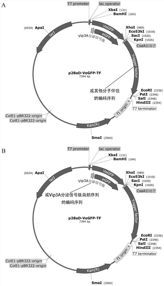 Method for simultaneously enhancing expression quantity and solubility of target protein in prokaryotic system