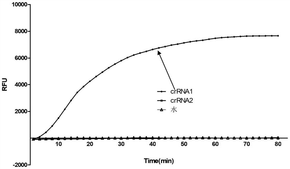 CRISPR-Cas13a (Clustered Regularly Interspaced Short Palindromic Repeats-Cas13a) system for detecting coxiella burnetii nucleic acid