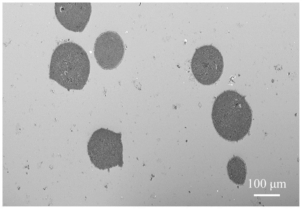 Endogenous porous titanium reinforced magnesium-based amorphous composite material and preparation method thereof