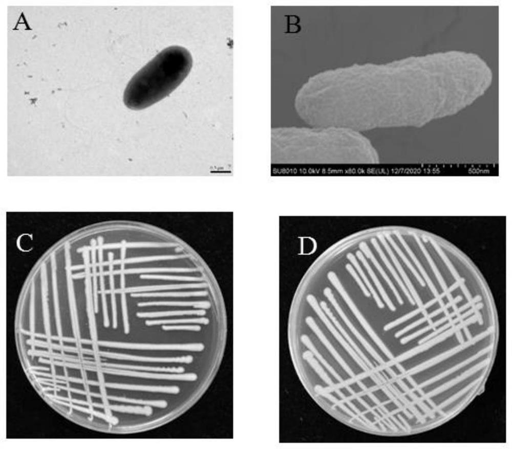 Pseudomonas chlororaphis and application thereof in prevention and treatment of tomato stolonidium leaf spot