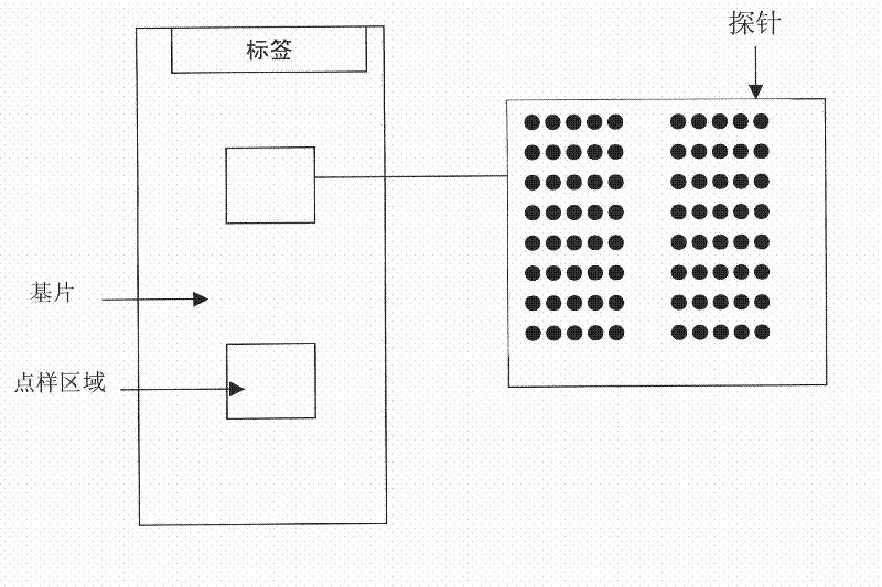 Gene detection chip of OATP1B1 major gene mutation