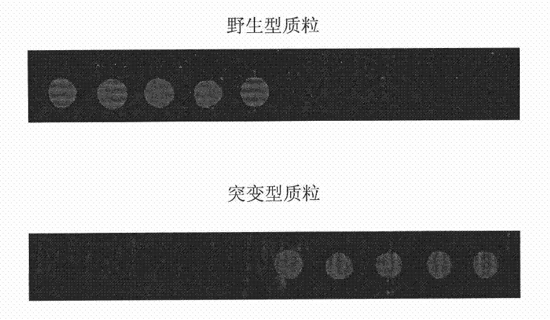 Gene detection chip of OATP1B1 major gene mutation