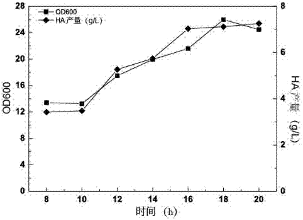 Method for improving fermentation yield of low-molecular hyaluronic acid (HA) by adding hyaluronidase