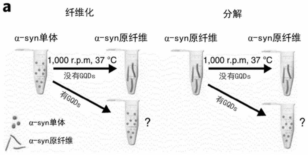 Graphene quantum dot as therapeutic agent for disease associated with abnormal fibrillation or aggregation of neuroprotein