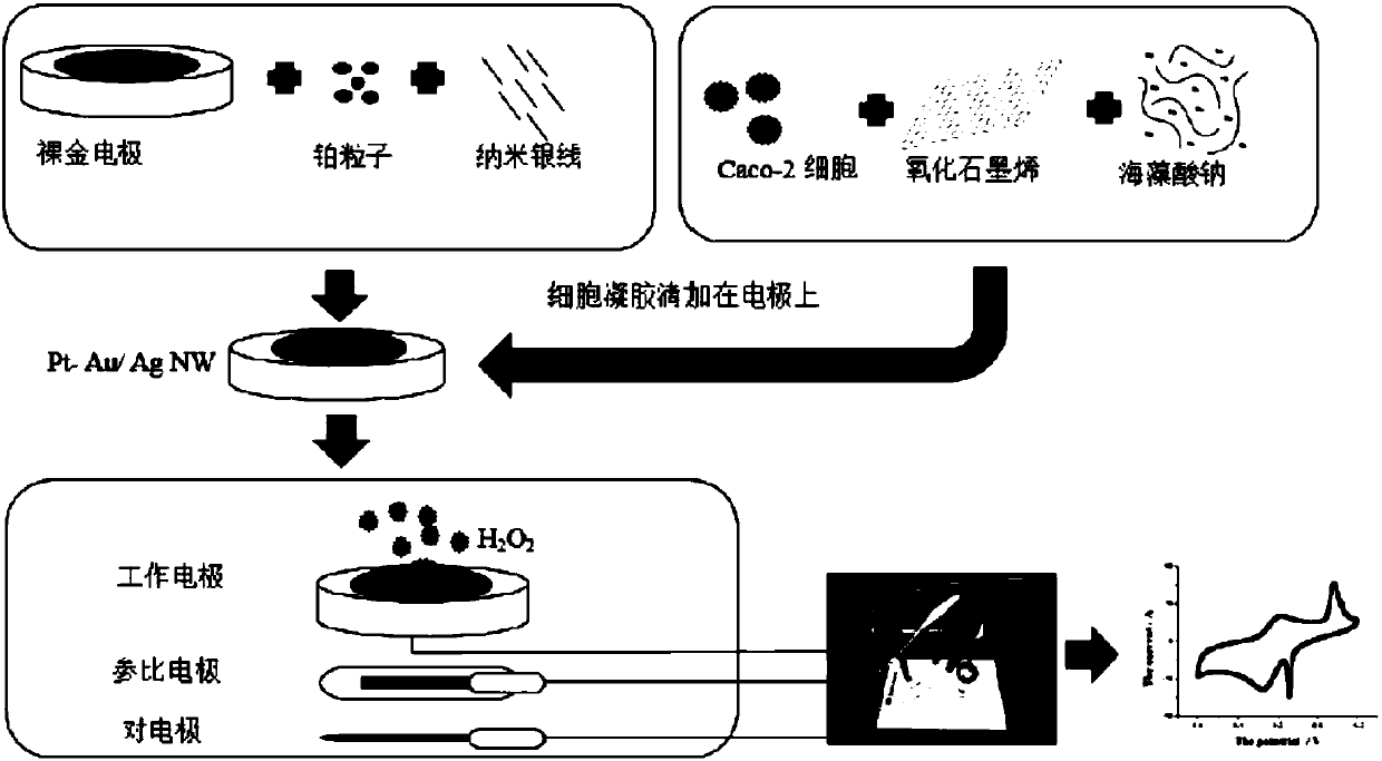 Nano-material cell-based biosensor, preparation method thereof and method using nano-material cell-based biosensor to evaluate activity of antioxidant polypeptides