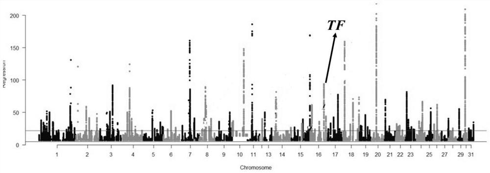 SNP marker site related to adaptability of horse plateau hypoxia and application of SNP marker site