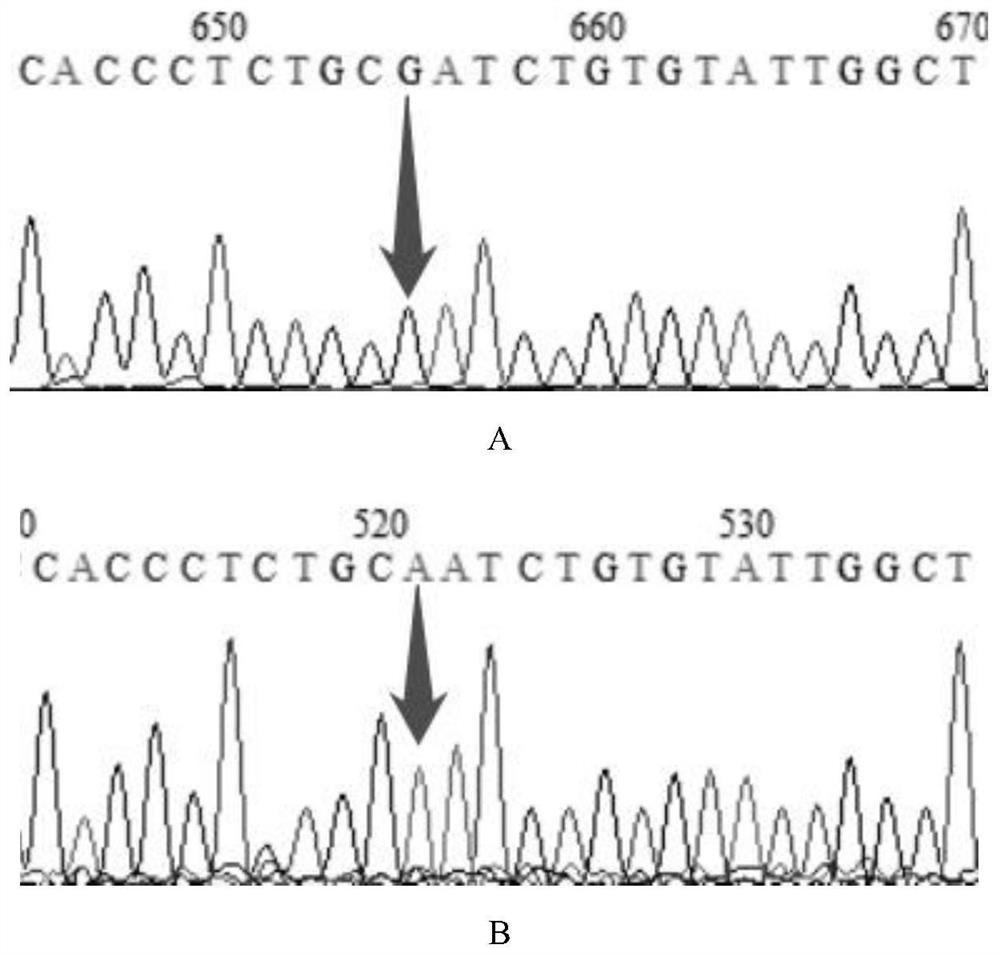 SNP marker site related to adaptability of horse plateau hypoxia and application of SNP marker site