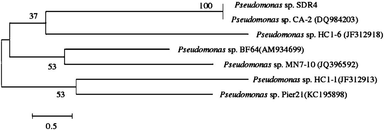 Single-carrier polycyclic aromatic hydrocarbon mixed bacterial agent with low temperature degradation-resistant effect and preparation method and application thereof