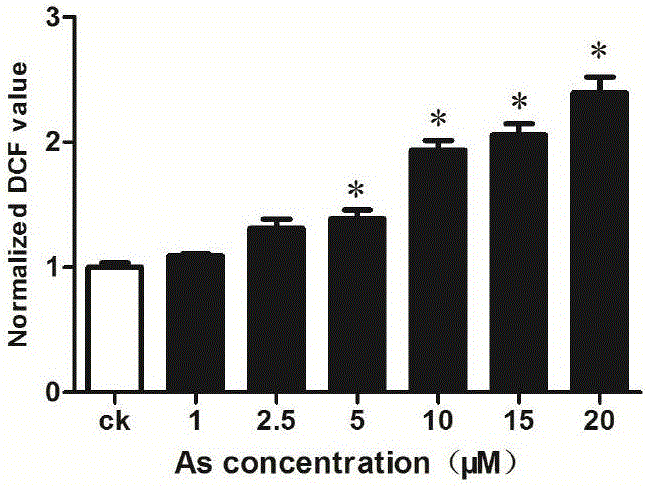 Method for detecting reactive oxygen content in living cells through DAPI fluorescent dye