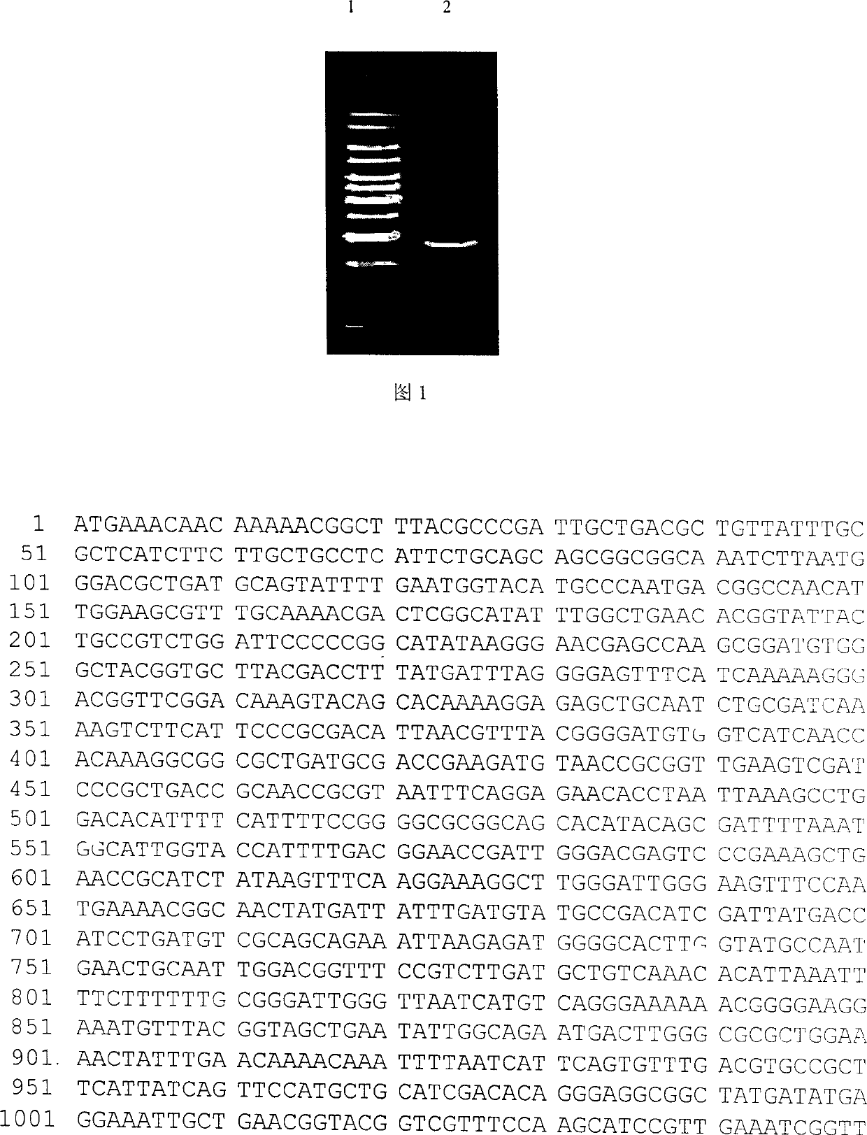 Acid-proof and high-temperature resistant alpha-amylase and production thereof