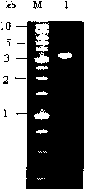 Bt protein Cry4Cb1 and coding gene and application thereof