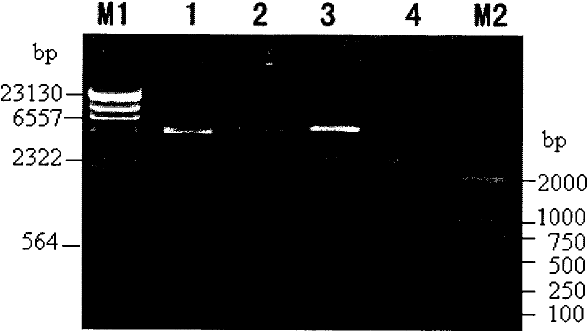 Bt protein Cry4Cb1 and coding gene and application thereof