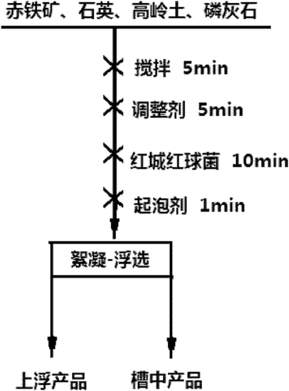 Application of rhodococcuserythropolis in separation of hematite and separation method thereof