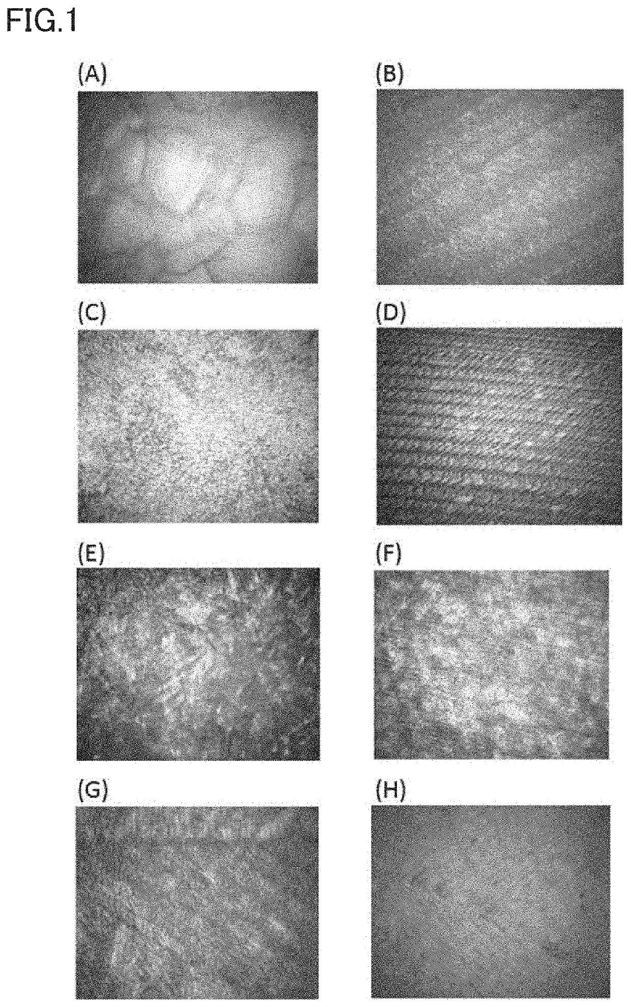 Cell cryopreservation composition and cryopreservation method