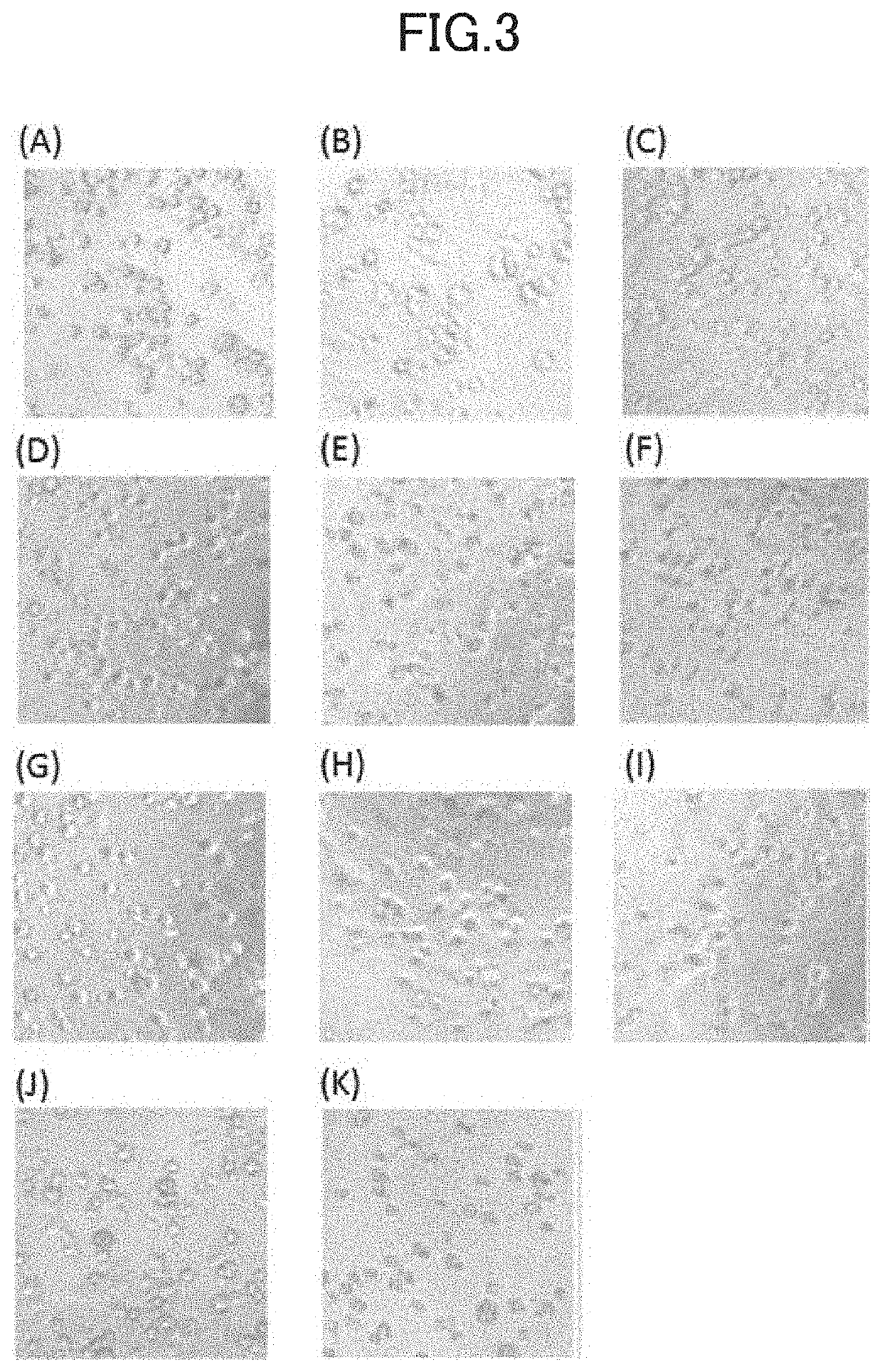 Cell cryopreservation composition and cryopreservation method