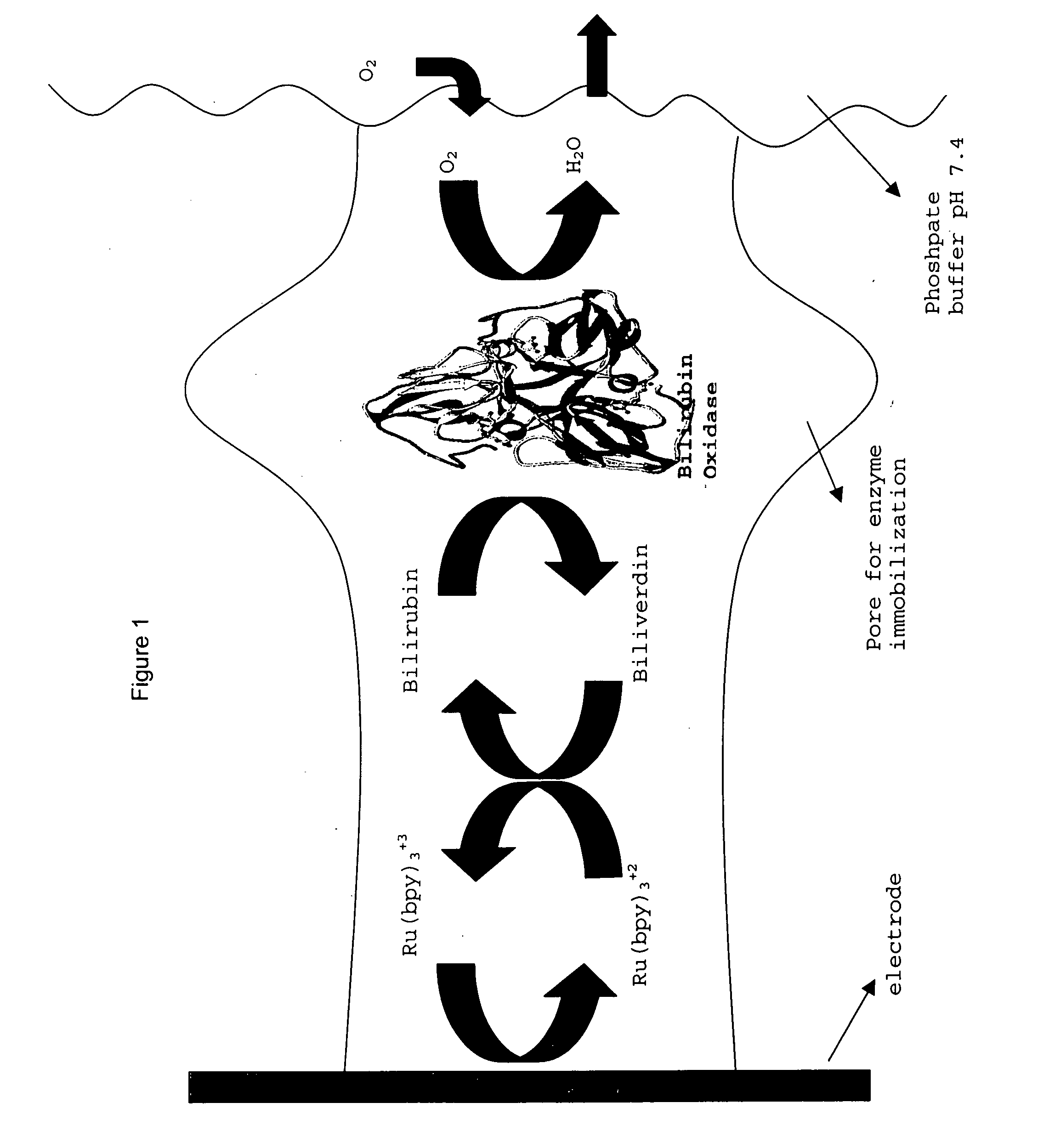 Immobilized enzymes in biocathodes