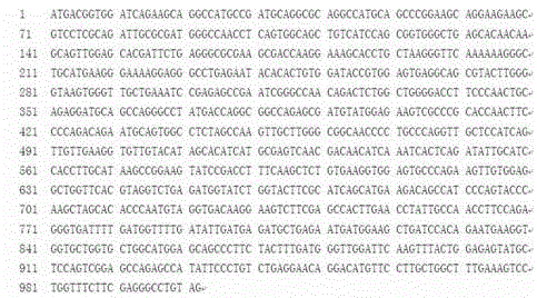 Transcription factor SiARDP for conditioning resilience resistance of rice and encoding gene and application of transcription factor SiARDP