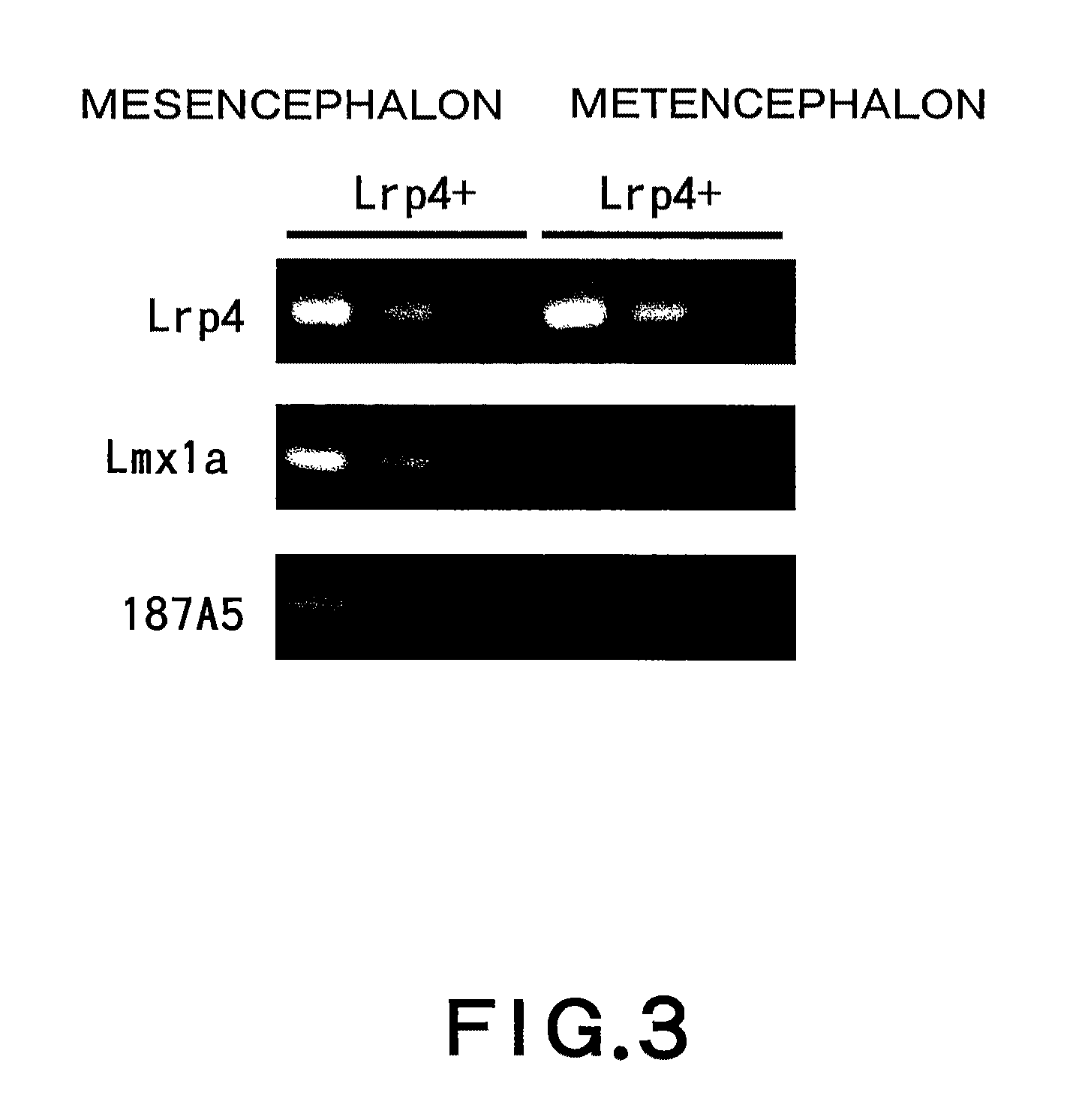 Dopaminergic neuron progenitor cell marker 187A5