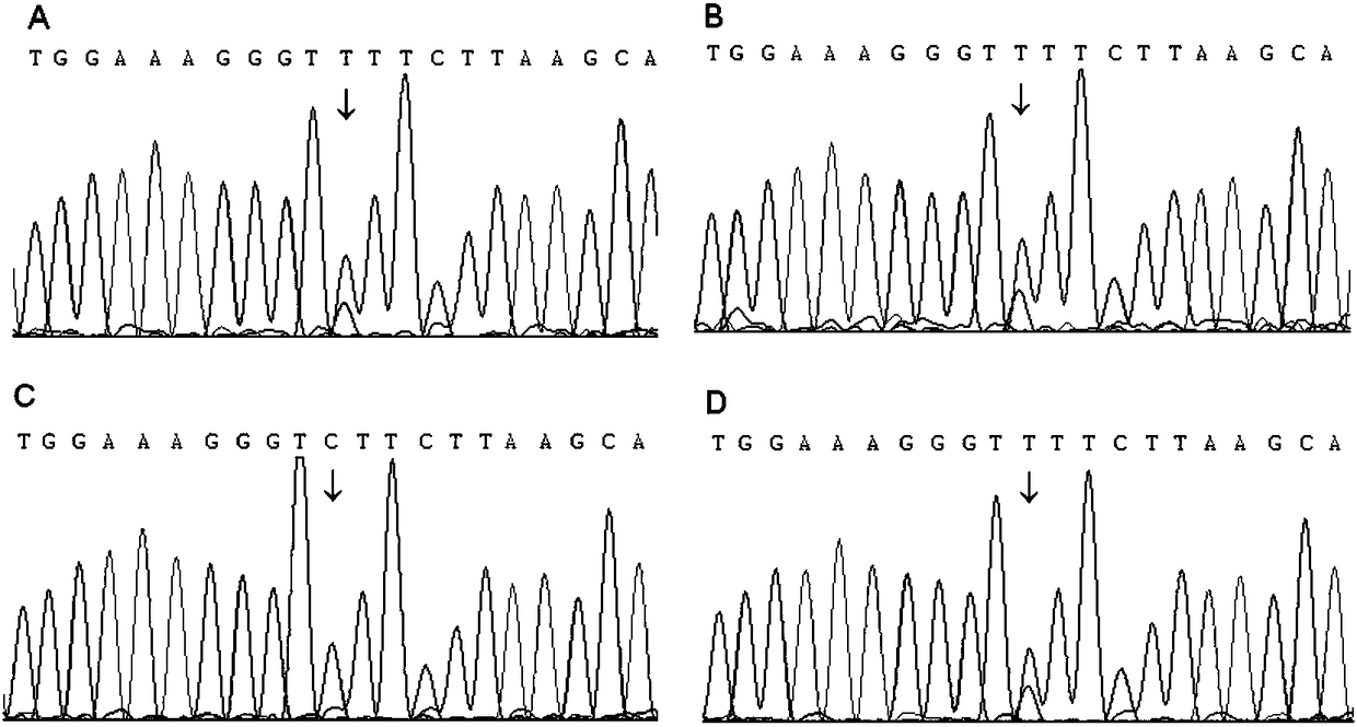 Primers and kits for detecting polymorphic sites of asthma susceptible genes ALOX5 (Arachidonate 5-Lipoxygenase), LTA4H (Leukotriene A4Hydrolase) and LTC4S (Leukotriene C4Synthase), and application of primers and kits