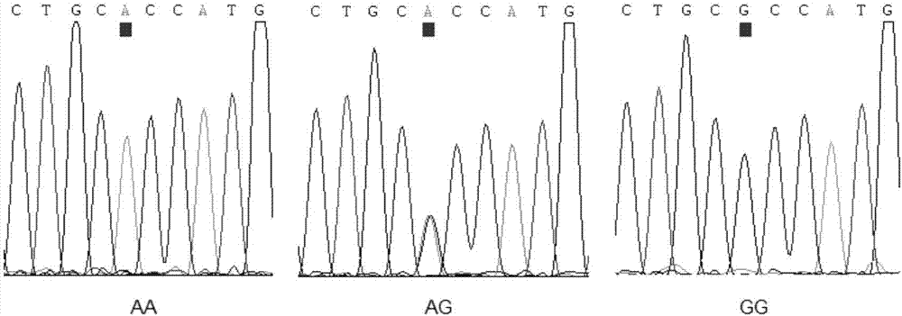 Gene mutation site related to reproduction traits of Hu-sheep and application thereof