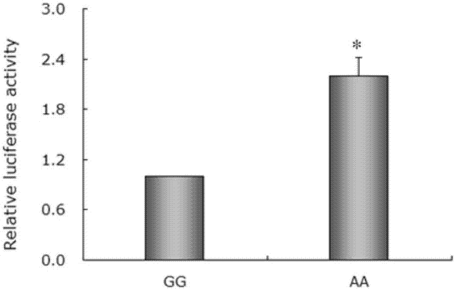 Gene mutation site related to reproduction traits of Hu-sheep and application thereof