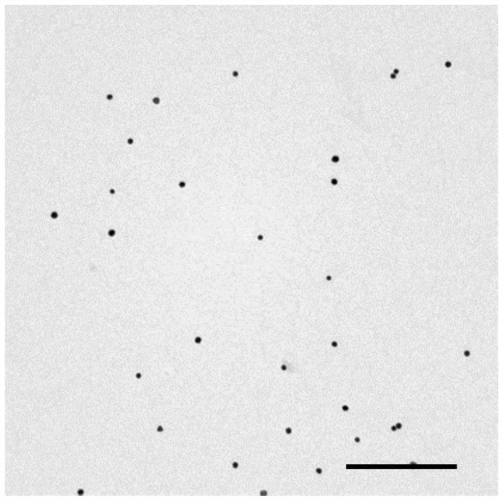 Bacterial outer membrane vesicle coated supramolecular nanoparticle precursor, application and drug loading system