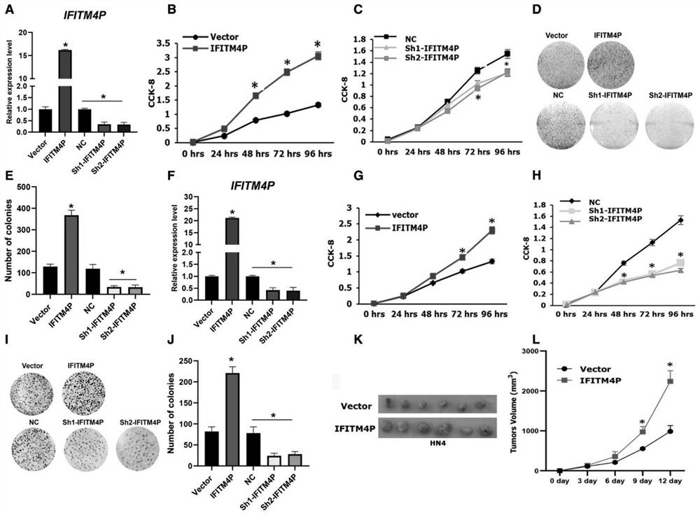 Application of LncRNA IFITM4P as molecular marker in oral leukoplakia and/or oral cancer