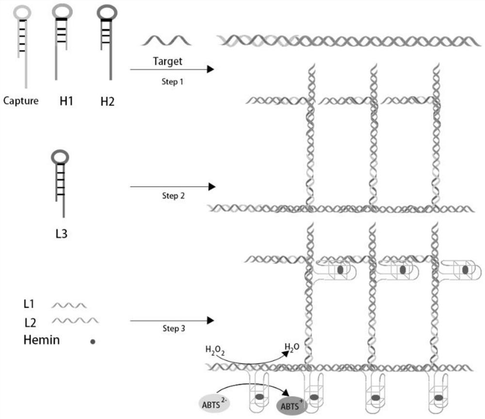 Ultra-sensitive circulating nucleic acid detection system, kit and method for constructing multi-dimensional DNA enzyme matrix based on DNA three-chain mediation