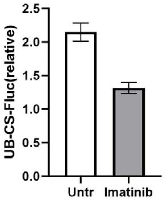 Fusion protein and application thereof to construction of system for screening coronavirus 3CL protease inhibitor