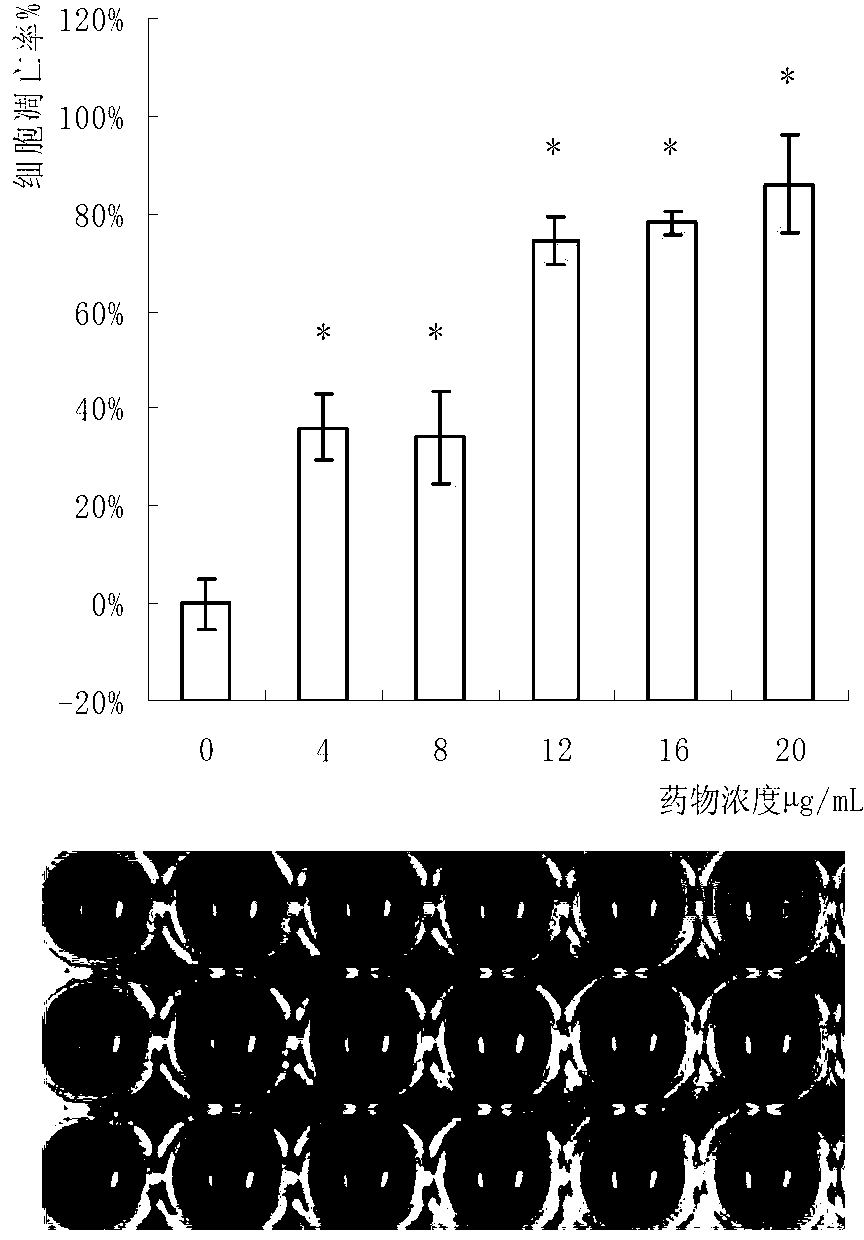 Pleurotus djamor protein extract and applications thereof for resisting tumor