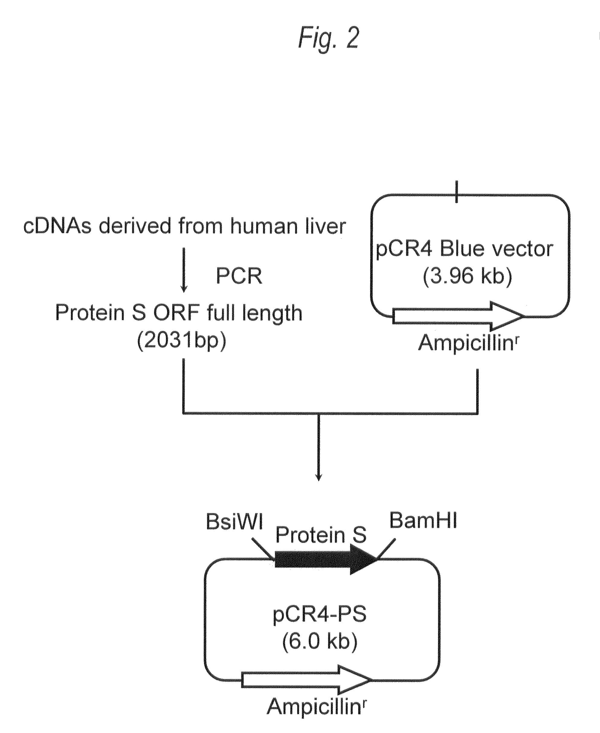 Recombinant protein S composition