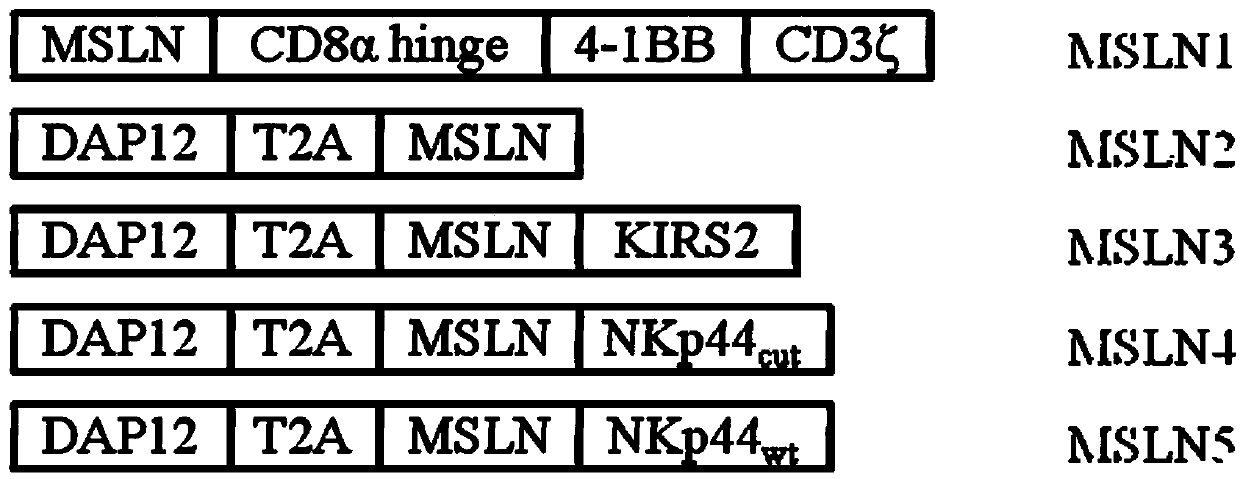 Chimeric antigen receptors carrying truncated or non-truncated natural cytotoxic receptor signaling structures and applications thereof