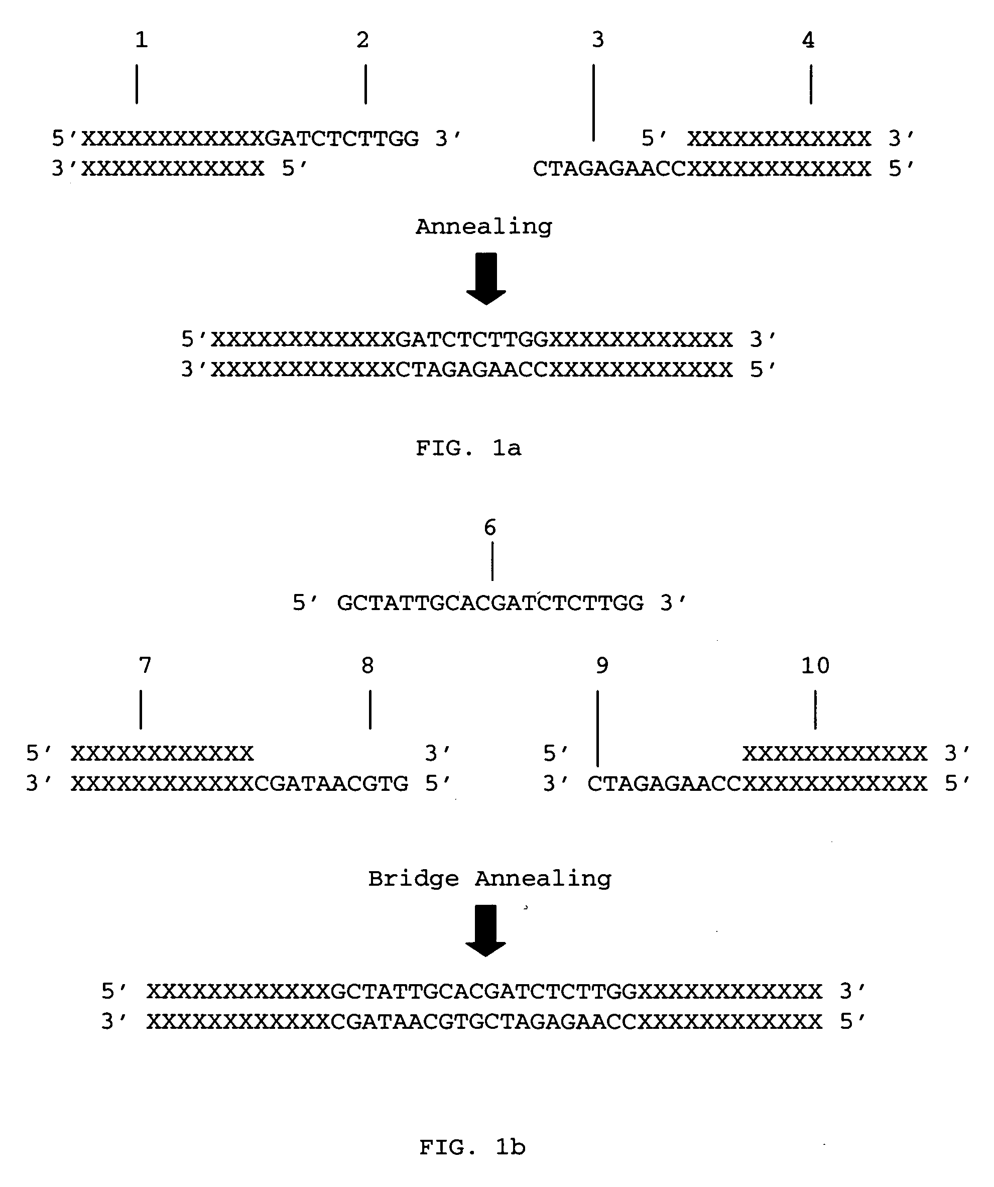 Methods for ligation independent cloning of DNA