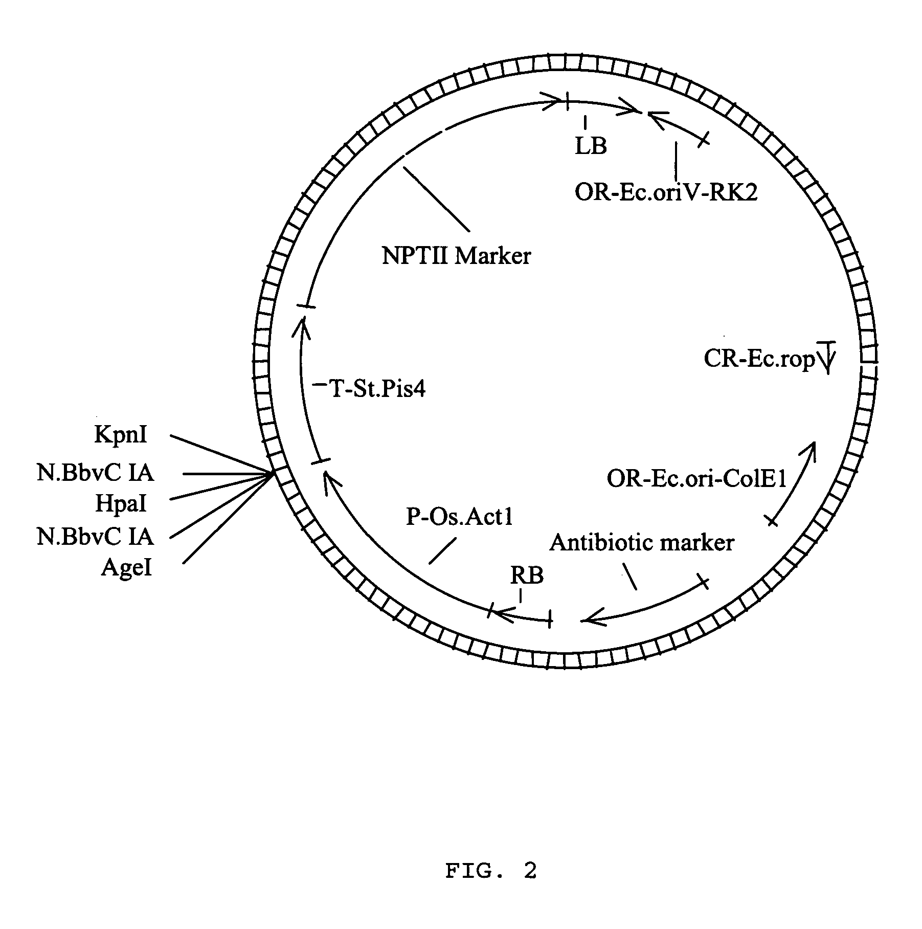 Methods for ligation independent cloning of DNA