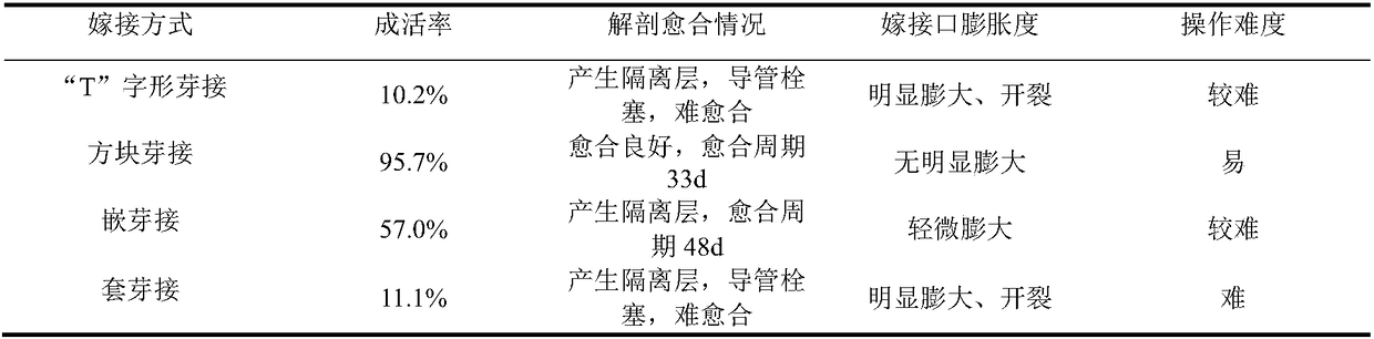 Modeling method of ginkgo biloba 'Aurea' hedge screen