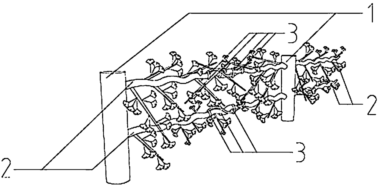 Modeling method of ginkgo biloba 'Aurea' hedge screen