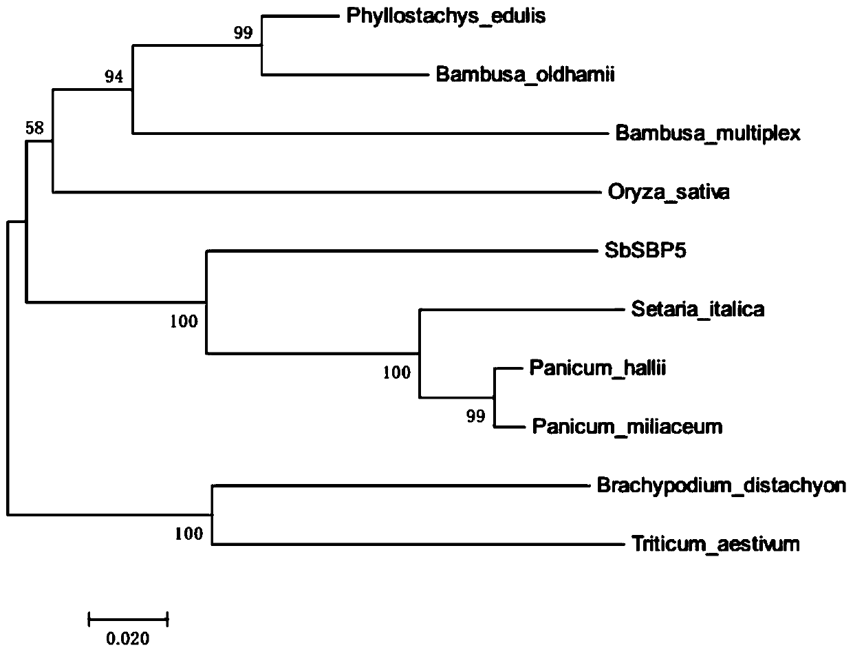 Sorghum transcription factor SbSBP5 gene and recombinant vector and expression method thereof