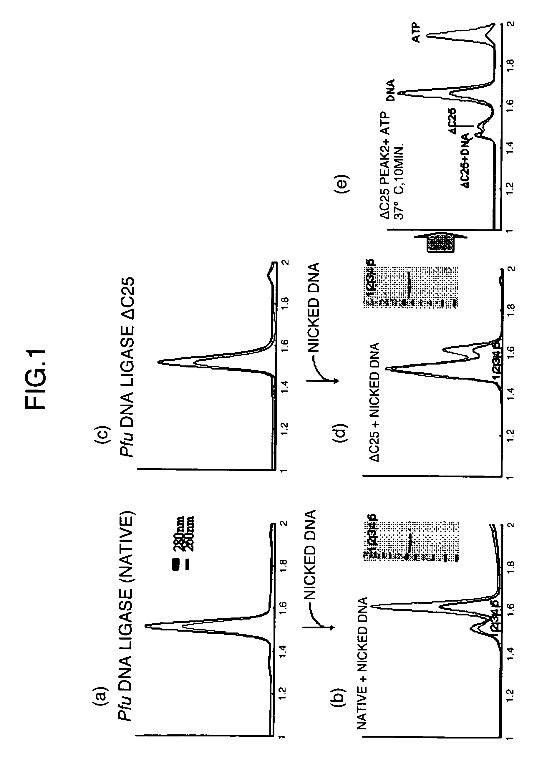 DNA ligase mutants