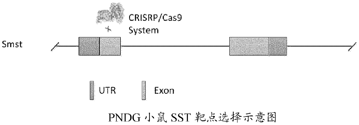 Somatostatin gene defective immunodeficient mice, preparation method and application thereof