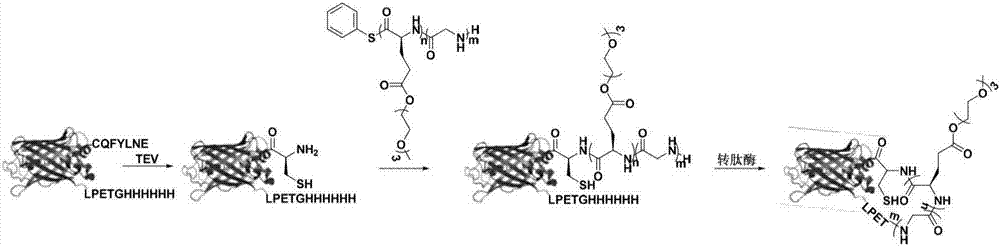 Method for preparing protein-polyamino acid cyclic conjugate