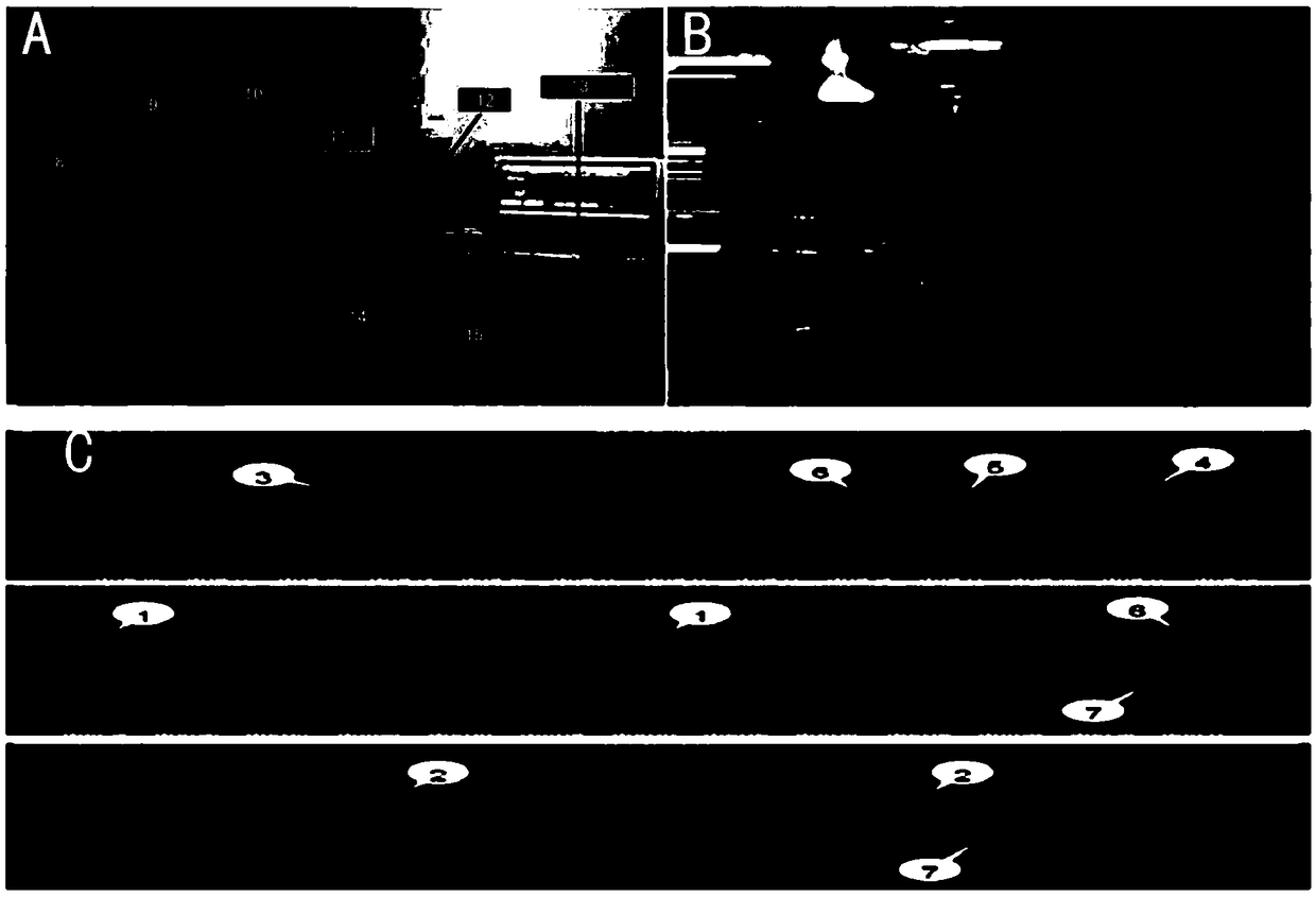 Eosinophilic bronchitis mouse model establishing and detecting method