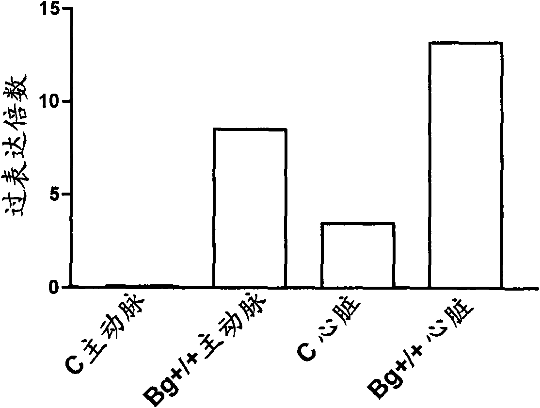 Use of biglycan or enhancers of biglycan activity in the preparation of pharmaceutical compositions