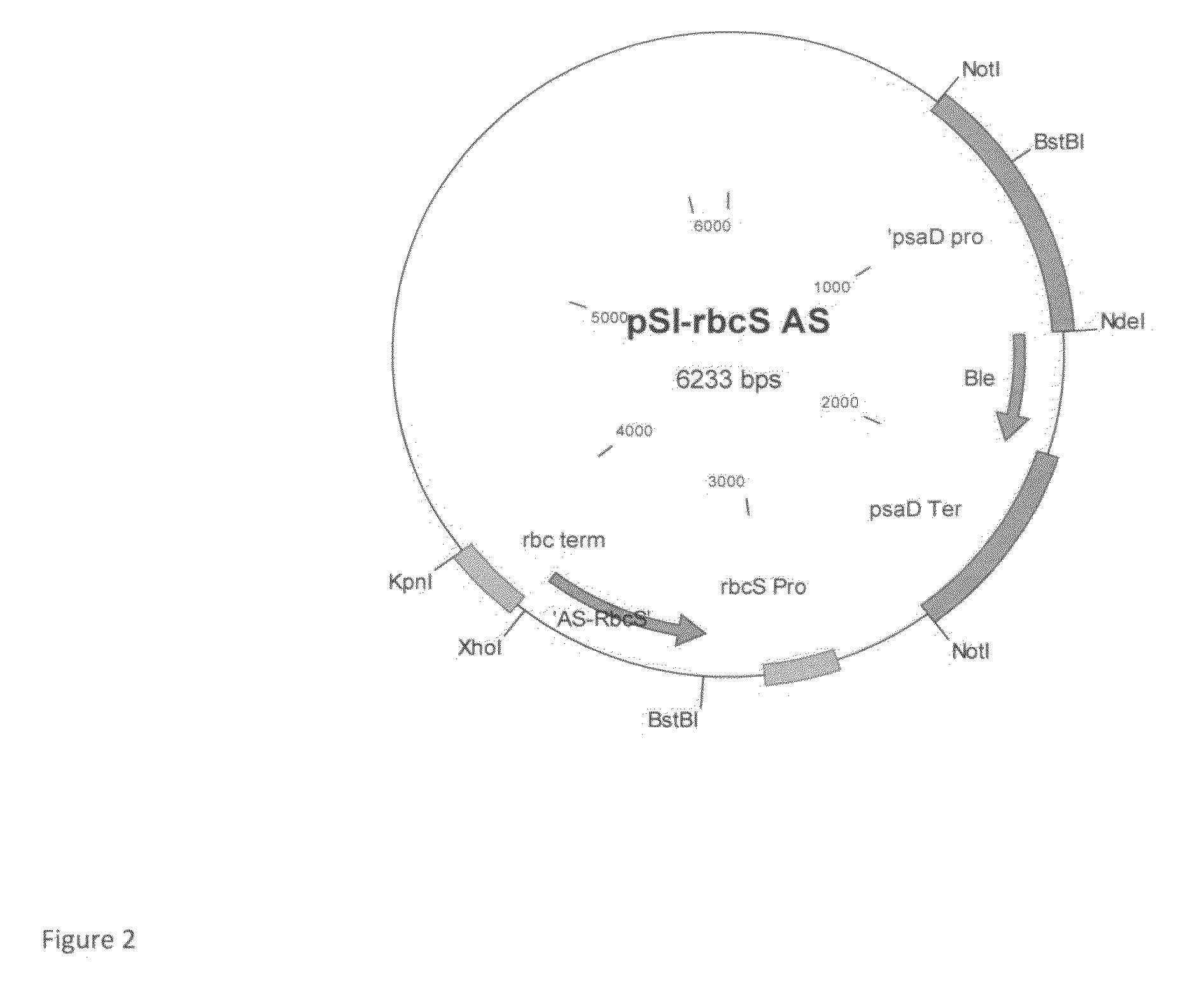 Decreasing RUBISCO content of algae and cyanobacteria cultivated in high carbon dioxide