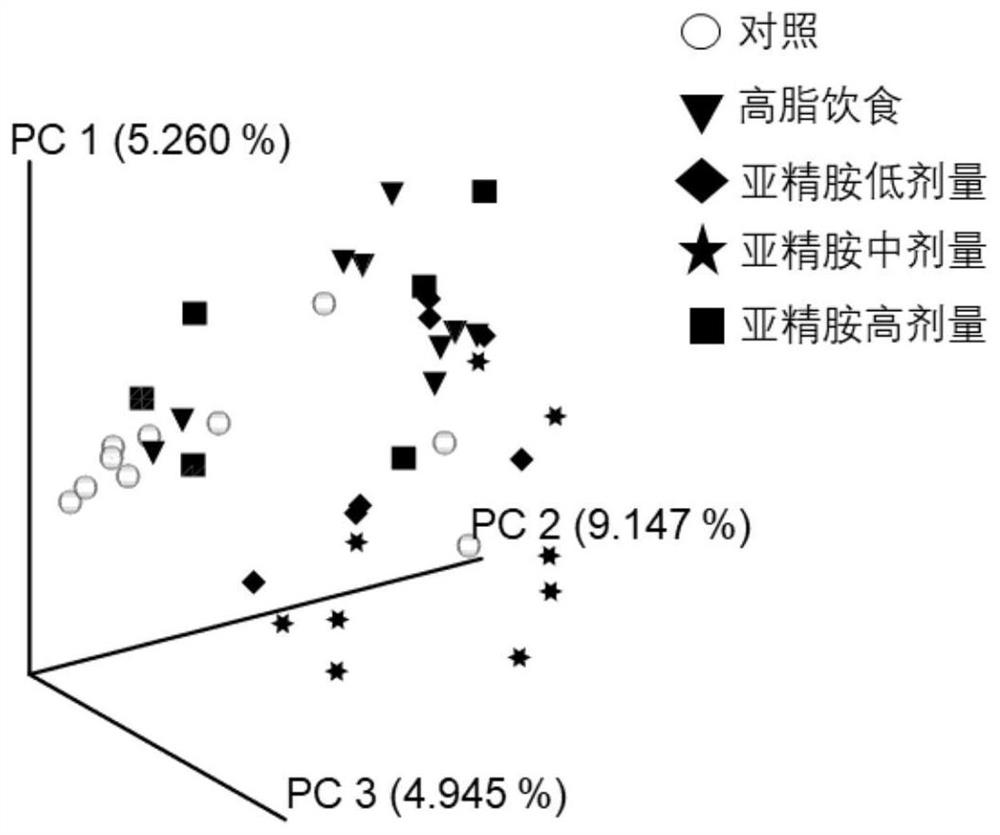 Application of spermidine in preparation of intestinal microecological regulator