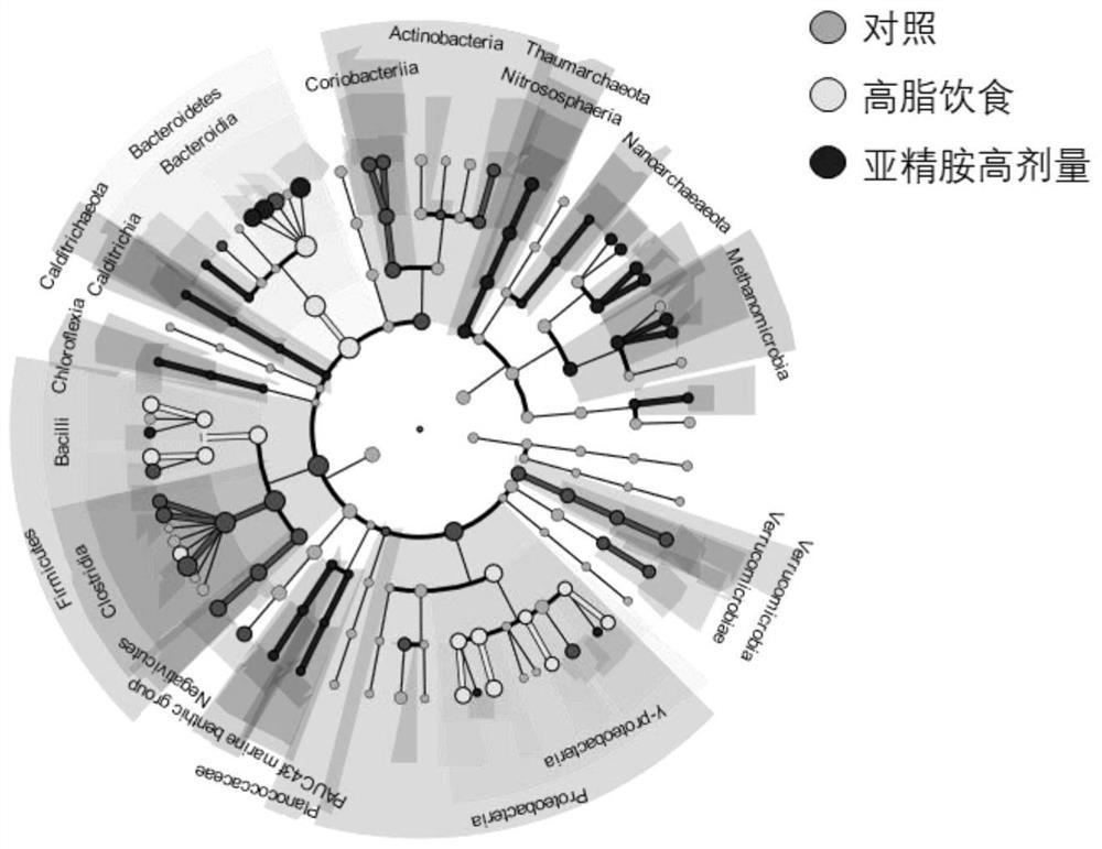 Application of spermidine in preparation of intestinal microecological regulator