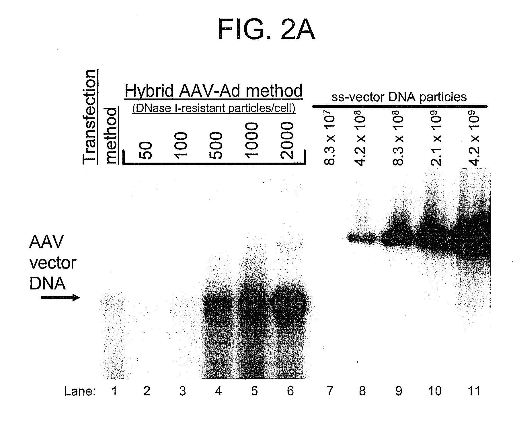 Viral vectors and methods for producing and using the same