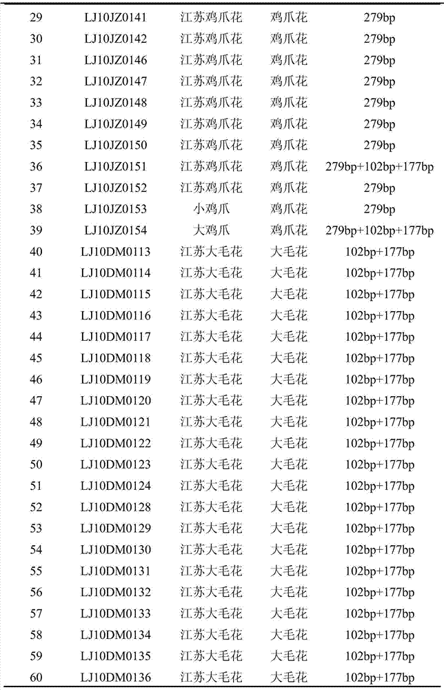 Method for identifying lines of lonicera japonica thunb (Damaohua and Jasminum duclouxii) based on PCR-RFLP