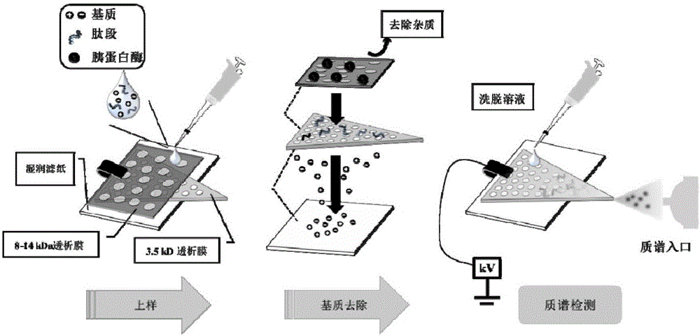 Qualitative and quantitative detection method for bacterium AB5 enterotoxin proteins